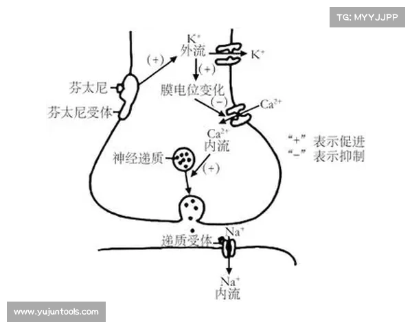 强效位面精华在不同实践应用中的效果与作用机制分析 强效位面精华在不同实践应用中的效果与作用机制分析
