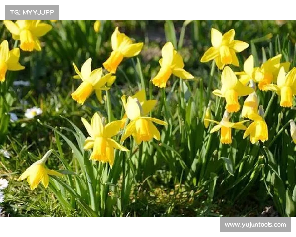 以法甲冠军有哪些为中心深入解析历史荣誉榜发展脉络与经典赛季纵览 以法甲冠军有哪些为中心深入解析历史荣誉榜发展脉络与经典赛季纵览